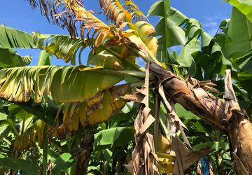 Penyakit Layu Fusarium Pohon Pisang: Gejala dan Cara Mencegahnya