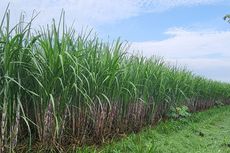 Capai Target Swasembada Gula, Ditjenbun Dorong Peningkatan Produksi Tebu