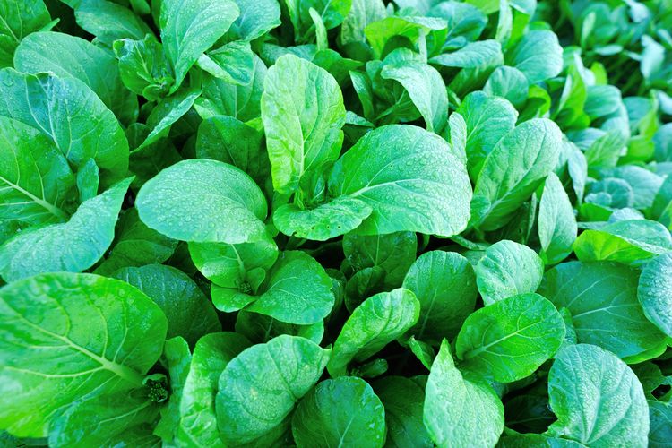 Ilustrasi tanaman caisim, menanam caisim. 