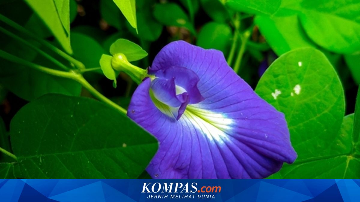 Cara Menanam Bunga Telang di Rumah agar Tumbuh Subur