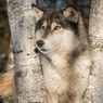 Serigala Mengibaskan Ekor Ternyata untuk Menyapa Kawan Lamanya
