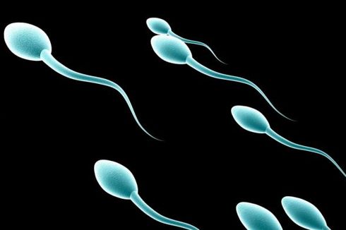 Ingin Punya Sperma Berkualitas? Tidurlah 8 Jam Penuh