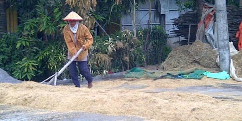 Perempuan pekerja tengah menjemur gabah di pelataran penggilingan padi di Desa Pengkol, Kecamatan Penawangan, Kabupaten Grobogan, Jawa Tengah, Kamis (7/3/2013).