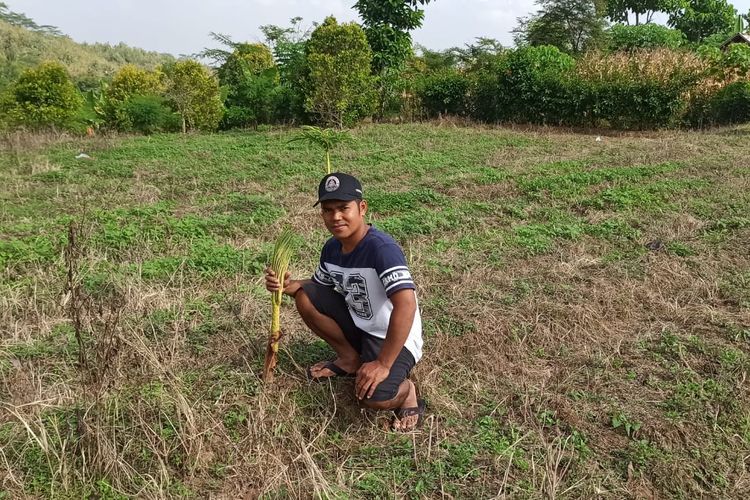  BELUM PANEN—Salah satu petani di Desa Ngranget, Kecamatan Dagangan, Kabupaten Madiun, Jawa Timur berada ditengah-tengah lahan porang. Para petani memilih belum  memanen porang lantaran harganya anjlok hingga Rp 2.000 perkilogram. Padahal tahun sebelumnya harga porang mencapai Rp 10.000 hingga Rp 14.000 perkilogram   