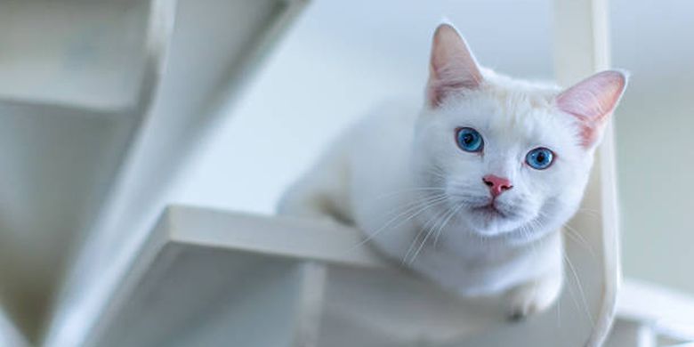 karakteristik dan cara merawat kucing Anggora.