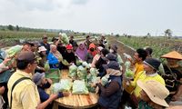 Pasok Sayuran Program MBG, Petani Transmigrasi Bangka Selatan Terjamin
