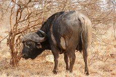 400 Ekor Banteng Tenggelam Massal di Sungai, Diduga Dikejar Singa