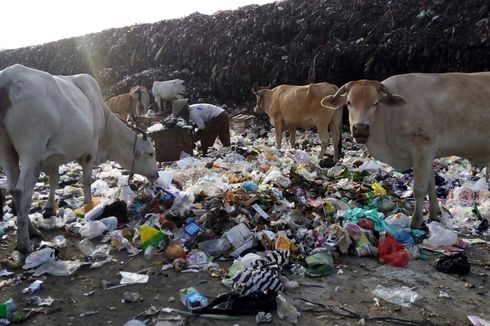 Jelang Idul Adha, Solo Waspadai Sapi Pemakan Sampah 