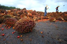 Mengenal Produk-Produk Kelapa Sawit 