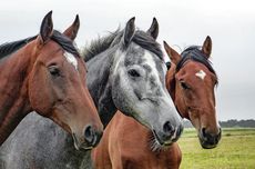 Mengenal Jenis-jenis Kuda di Dunia
