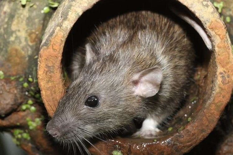 7 Penyebab Tikus Masuk Rumah, Beberapa Jarang Disadari