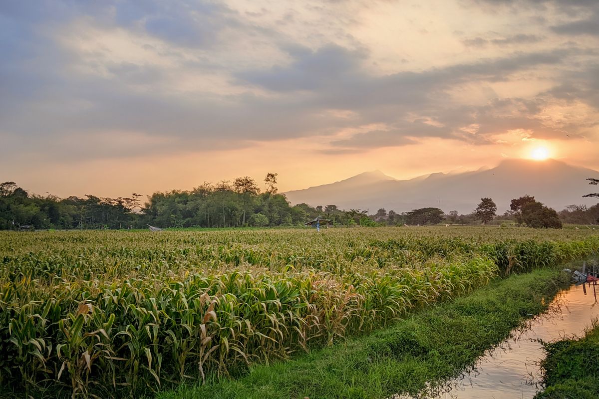 Lahan pertanian dengan latarbelakang Gunung Wilis di Kediri, Jawa Timur.