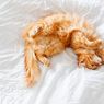 Mengapa Tubuh Kucing Bisa Sangat Lentur? Berikut Alasannya