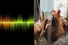 Peneliti asal Jepang Ciptakan AI untuk Pahami Bahasa Ayam, Akurasi Capai 80 Persen