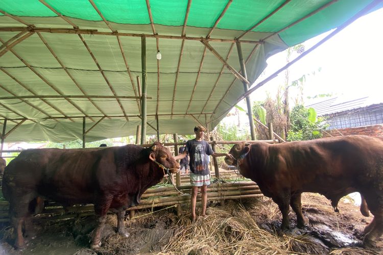 Tegar, salah satu anak kandang saat memperlihatkan 2 dari 6 sapi milik Prabowo Subianto saat berada di lapak MD Fram Sukabumi, Selasa (12/6/2024) siang