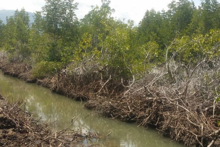 Kondisi hutan mangrove yang dibabat warga di sejumlah wilayah Kabupaten Bima.