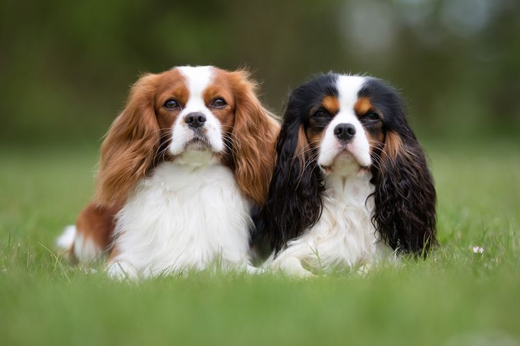 Ilustrasi anjing Cavalier king charles spaniel. 