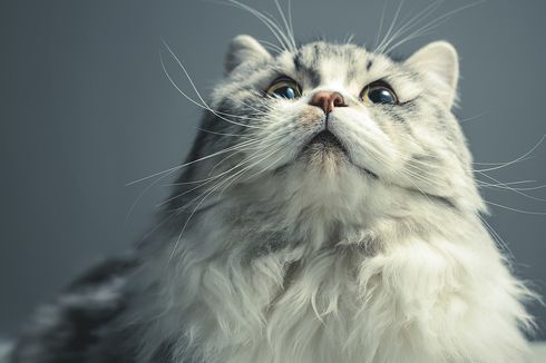 6 Langkah Memandikan Kucing Persia di Rumah