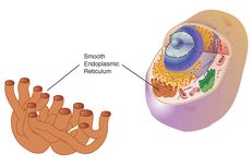 Fungsi Retikulum Endoplasma Halus