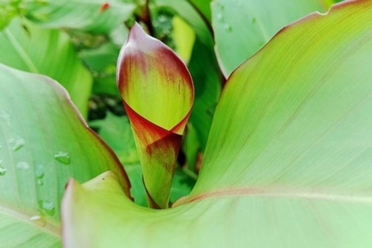 Ilustrasi tanaman ganyong