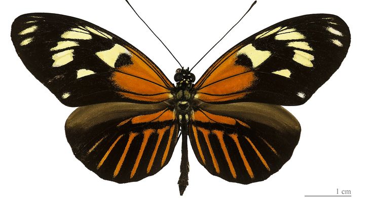 Kupu-kupu Unik Ini Berasal dari Dua Spesies Berbeda, Kok Bisa?