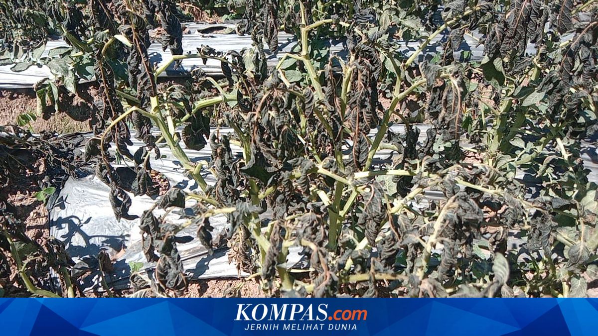Embun Es Melanda Dieng, 30 Hektare Lahan Kentang Rusak dan Kerugian Capai Rp 2,1 Miliar