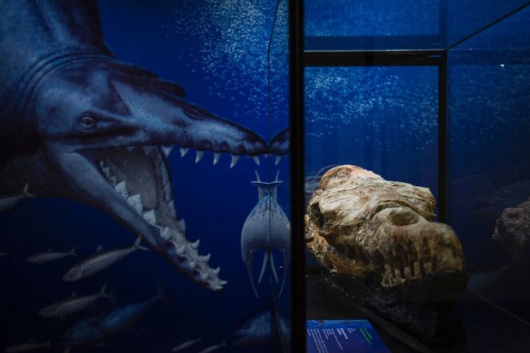 Fosil paus purba berusia 36 juta tahun ditemukan di gurun pasir Ocucaje, Peru. Penemuan fosil paus purba ini membantu peneliti merekonstruksi laut Peru jutaan tahun lalu.