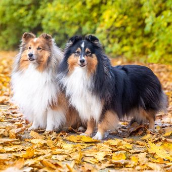 Ilustrasi anjing Shetland sheepdogs. 