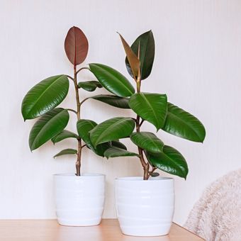 Ilustrasi rubber plant atau tanaman karet (Ficus elastica). 