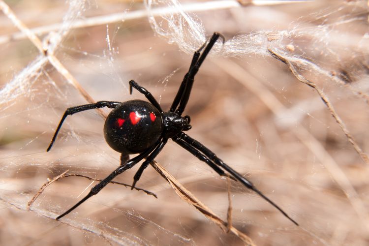 Red back spider