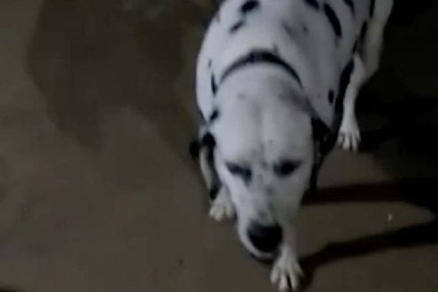 Anjing Setia Ini Mati Setelah Lindungi Keluarga Majikan dari Ular Kobra