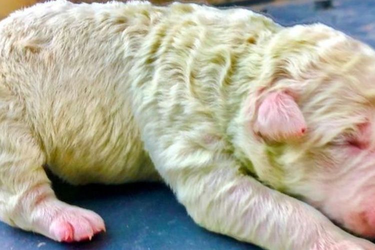 Pistachio, anjing berwarna hijau