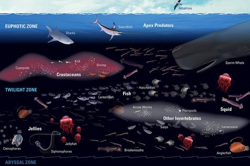 Ekosistem Air Laut yang Tidak Pernah Ditemukan Organisme Fotosintetik