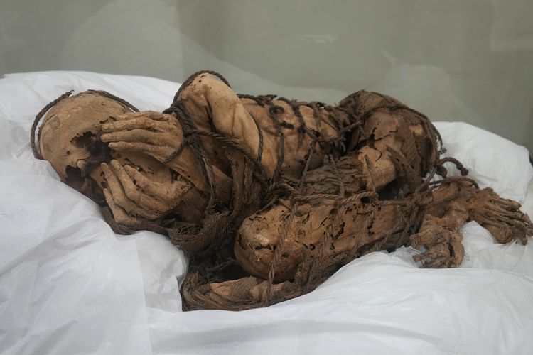 Mumi yang diperkirakan berusia 800-1.200 tahun dipamerkan di Universitas San Marcos, Lima, Peru, Selasa (7/12/2021). Menurut para arkeolog, mumi ini dikubur dengan kedua tangan menutupi wajah dan tubuhnya diikat dengan tali. Mumi tersebut ditemukan di Cajamarquilla dekat ibu kota Lima.