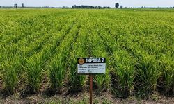 Kementan Harap Pemda Kalsel Lanjutkan Program Serasi di Desa Jejangkit