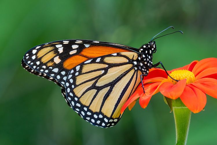 Kupu-kupu monarch. Penelitian menemukan suhu tinggi membuat kupu-kupu raja (monarch) 22 persen lebih rentan infeksi parasit yang makin meningkat.