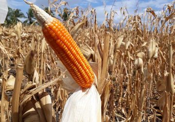 Dari Kebun Kelapa dan Ladang Jagung Mereka Bangkit