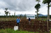 Pemprov Jabar Revitalisasi 22 Hektare Kebun Teh di Ciater dan Pangalengan