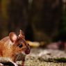 Hal-hal Konyol di Balik Perang Melawan Tikus di New York 