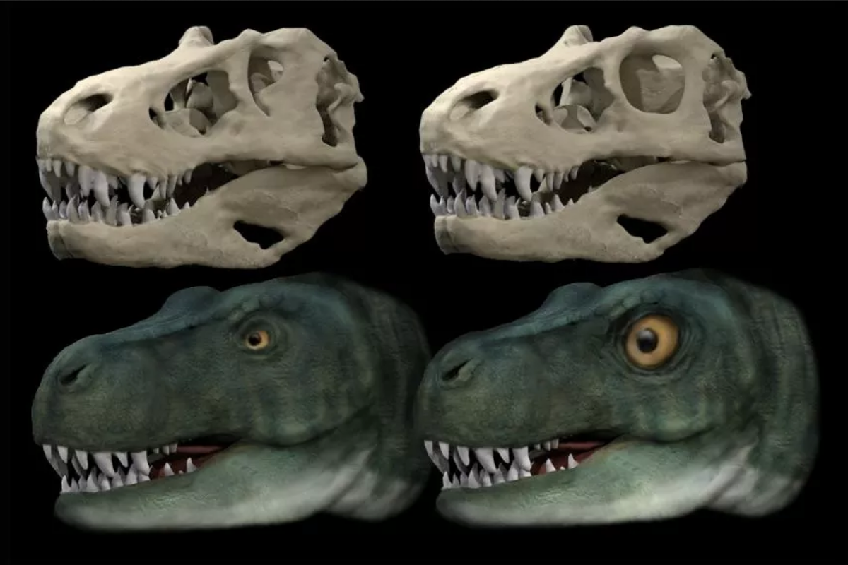 Evolusi mata T-rex (Tyrannosaurus rex) telah membantunya memiliki gigitan yang lebih kuat.