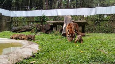 4 Anak Harimau Sumatera Lahir di Taman Safari Indonesia II Prigen