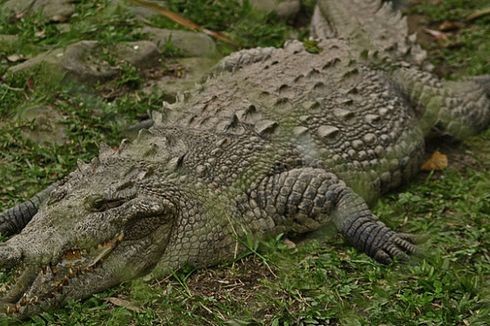 Selamatkan Teman, Bocah 11 Tahun di Zimbabwe Cungkil Mata Buaya