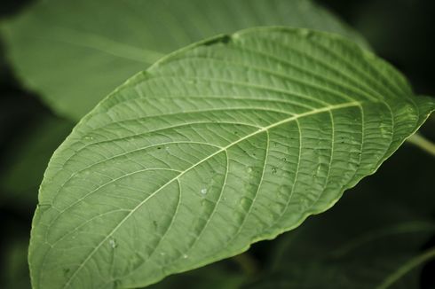 7 Manfaat Teh Daun Kelor, Bisa Mengontrol Tekanan Darah dan Menurunkan Berat Badan