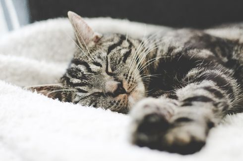 Tidur Bareng Kucing di Malam Hari, Pahami 4 Risikonya
