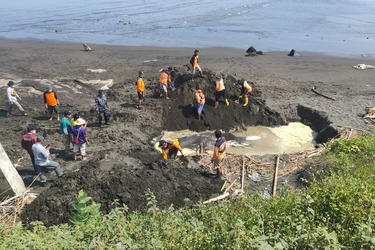 Bangkai hiu paus dikubur di pasir pada pinggir muara sungai Bogowonto yang masuk wilayah Pantai Congot, Kapanewon Temon, Kabupaten Kulon Progo, Daerah Istimewa Yogyakarta.