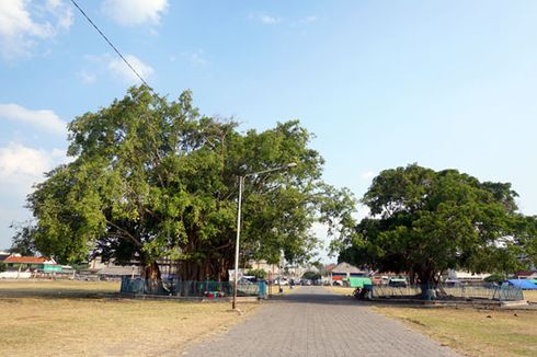 4 Aktivitas Wisata di Alun-alun Selatan Keraton Surakarta, Beri Makan Kerbau Bule