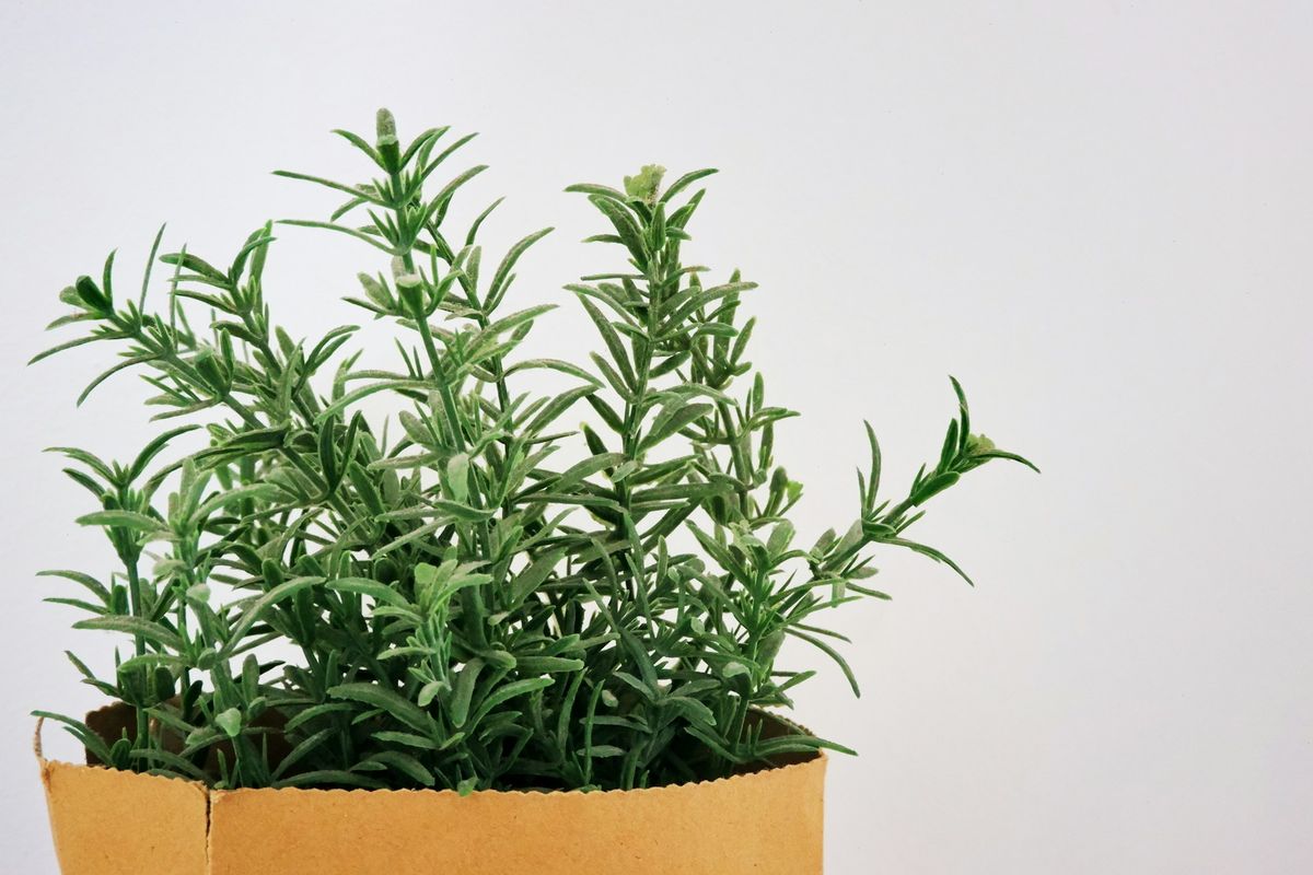 Cara Praktis Mengawetkan Herbal Segar dengan Metode Pengeringan