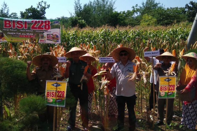 Meski lahan yang dimiliki tidak begitu subur, namun para petani jagung di Desa Sindurejo, Malang ini masih bisa menanam jagungnya dengan baik, bahkan menghasilkan panen yang luar biasa pada Senin (25/2/2019) lalu.