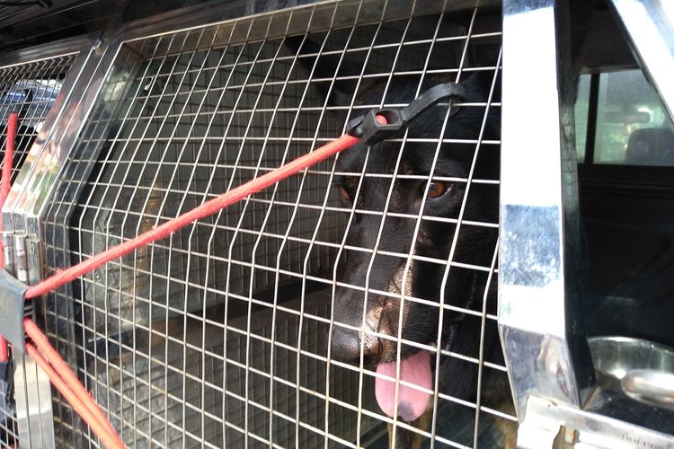 Seekor anjing jenis dark germain shepherd bernama Ajax disiagakan di Polrestabes Medan untuk menelusuri bahan peledak. Anjing ini baru akan diturunkan jika dicurigai masih ada bahan peledak lain di lokasi.