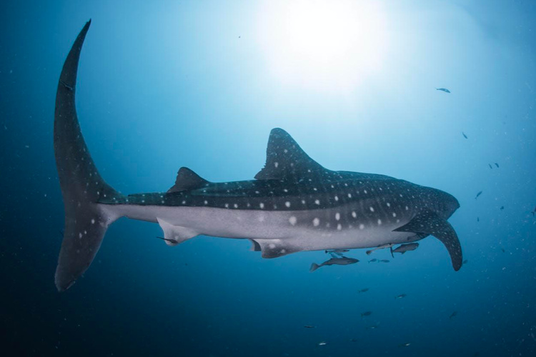 Individu hiu paus baru berhasil ditemukan di area Taman Nasional Teluk Cendrawasih (TNTC), Kwatisore, Kabupaten Nabire, Papua Tengah.